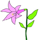 一輪の花の絵です。