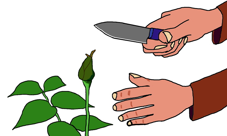 花の蕾にナイフが近づくという絵（イラスト）